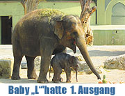 Elefantenbaby "L" (Ludwig?) hatte seine ersten Ausgang am 12.05.2011, und begeisterte ganz München. Fotos & Video (Foto. Martin Schmitz)